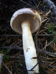 Lactarius pallescens