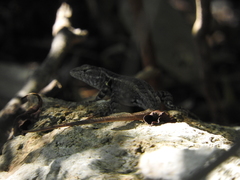 Sceloporus cozumelae