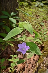 Ruellia pedunculata