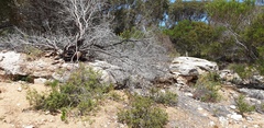 Pimelea serpyllifolia
