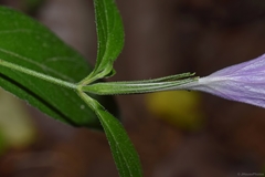 Ruellia pedunculata