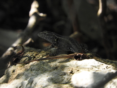 Sceloporus cozumelae