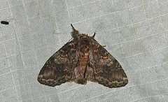 Dasychira vagans