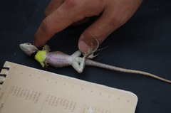 Stenocercus iridescens