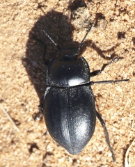 Stenomorpha polita