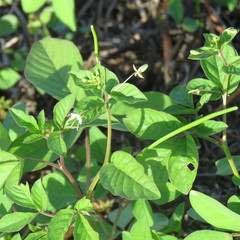 Cleome aculeata