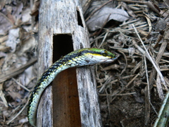 Leptophis mexicanus