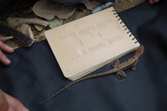 Stenocercus iridescens