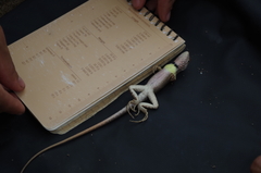 Stenocercus iridescens