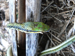Leptophis mexicanus