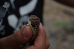 Stenocercus iridescens