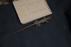 Stenocercus iridescens