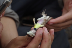 Stenocercus iridescens