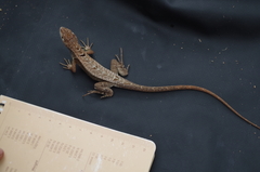 Stenocercus iridescens