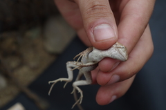 Stenocercus iridescens