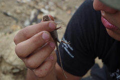 Stenocercus iridescens