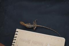 Stenocercus iridescens