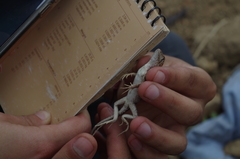 Stenocercus iridescens