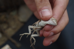 Stenocercus iridescens