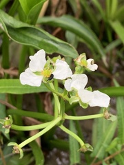 Sagittaria platyphylla