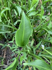 Sagittaria platyphylla