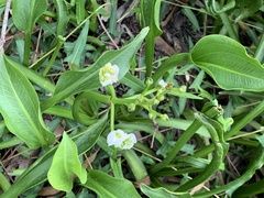 Sagittaria platyphylla