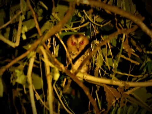 Philippine Scops Owl (Otus megalotis), photo 3