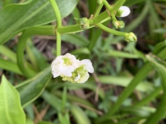 Sagittaria platyphylla