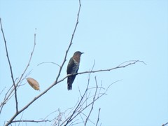 Chrysococcyx xanthorhynchus