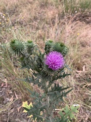 Cirsium vulgare