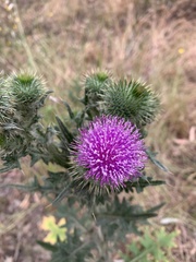 Cirsium vulgare