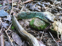 Drymobius margaritiferus margaritiferus