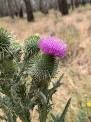 Cirsium vulgare