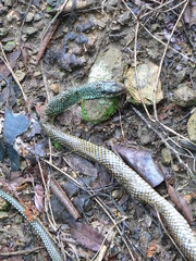 Drymobius margaritiferus margaritiferus