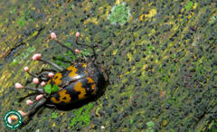 Iphiclus abdominalis