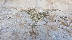 Eriogonum deflexum deflexum