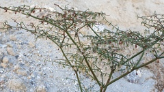 Eriogonum deflexum deflexum