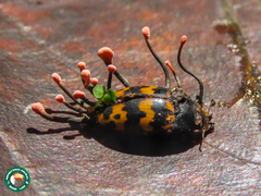 Iphiclus abdominalis