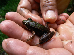 Lithobates maculatus