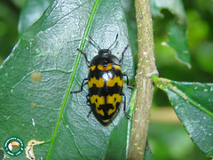 Iphiclus abdominalis