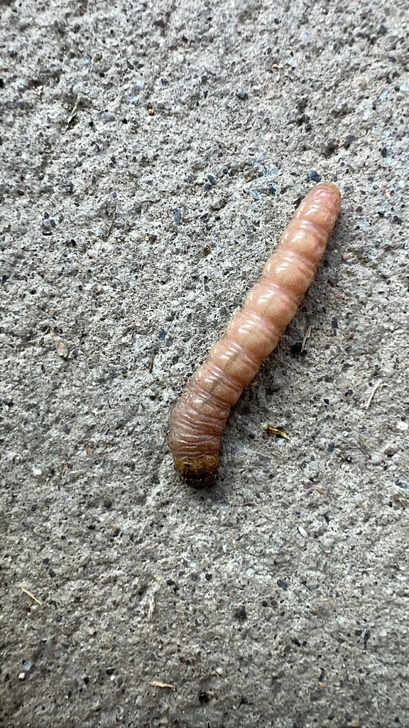 Iris Borer Moth
