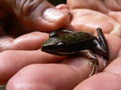 Lithobates maculatus