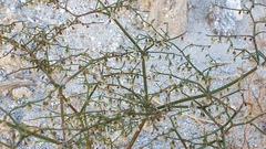 Eriogonum deflexum deflexum