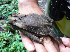 Huge-Crested Toad photo 3