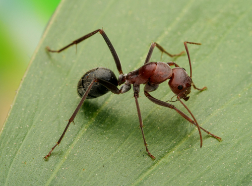 Camponotus pellax