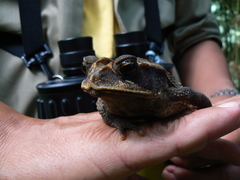Huge-Crested Toad photo 4