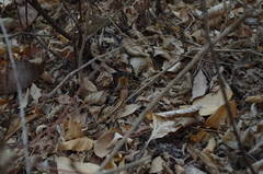 Stenocercus iridescens