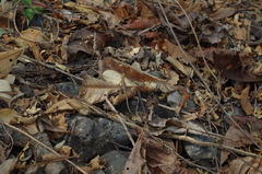 Stenocercus iridescens