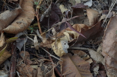 Stenocercus iridescens