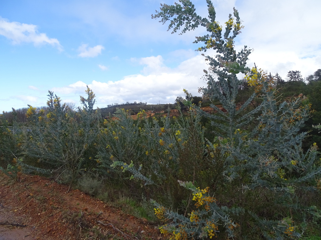 Acacia podalyriifolia, Overberg District Municipality, South Africa